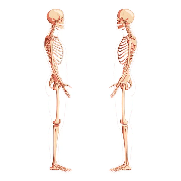 Csontváz Emberi háttal nyitott karú pózokban. Készlet reális orvosi lapos természetes szín koncepció Vektor illusztráció — Stock Vector