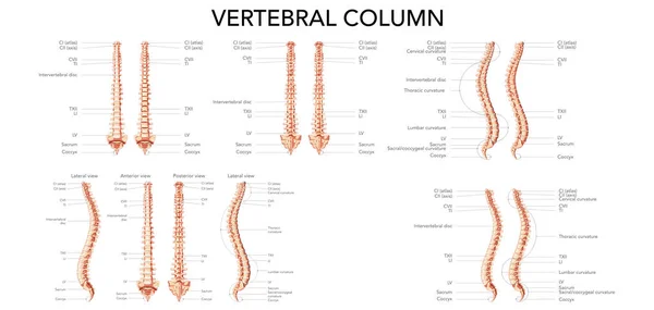 Human vertebral column front back side view with main parts labeled. Vector flat realistic concept with name — Vettoriale Stock