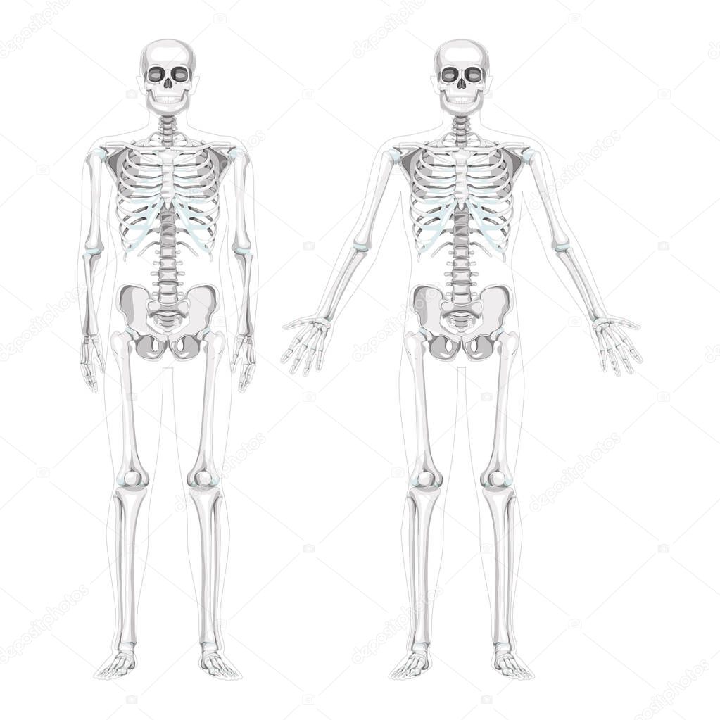 Set of Skeleton Humans realistic diagram front view different hands pose. Flat grey scale colour Vector illustration