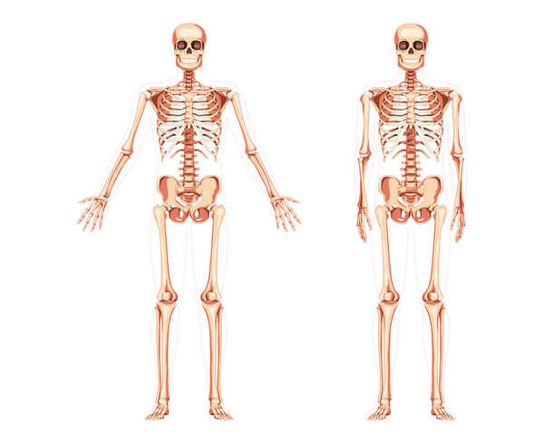 Skeleton Human diagram front anterior view with two arm poses. Set of flat natural colour realistic concept Vector 