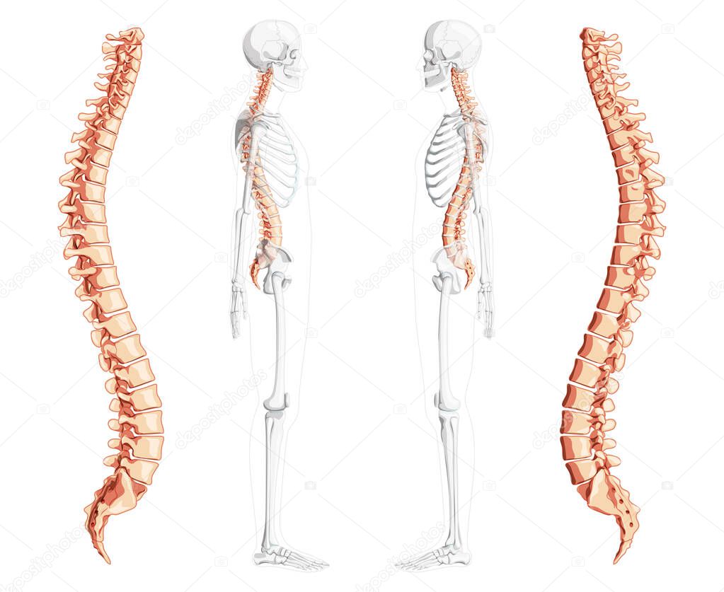 Human vertebral column side view with partly transparent skeleton position, spinal cord, thoracic lumbar spine 