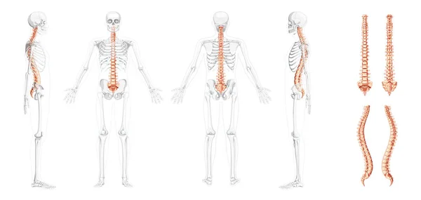Вид спереду хребетного стовпа людини з частково прозорим розташуванням скелета, спинного мозку, грудного попереку — стоковий вектор