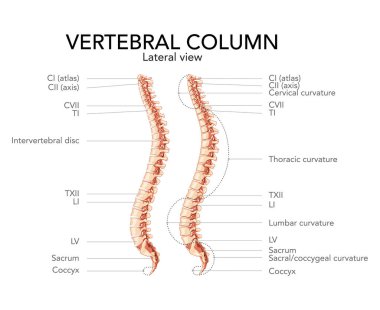 Vertebral disk olsun ya da olmasın, ana parçalarla etiketlenmiş insan omurlarının yan görüntüsü. Vektör düzlüğü