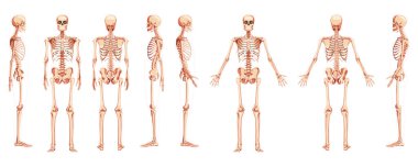 İskelet insan ön arka görüşü, iki kollu, karın, yan ve sırt görüntüsü var. Gerçekçi düz doğa seti.