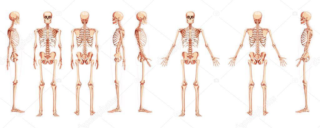 Skeleton Human front back side view with two arm poses ventral, lateral, and dorsal views. Set of realistic flat natural