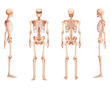 İki kollu İskelet İnsan ön cephe görüntüsü ventral, lateral ve dorsal görüntüler oluşturuyor. Bir dizi düz doğal.