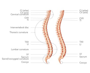 İnsan omurgası yan görünümde ana parçalarla etiketlenmiş, Intervertebral disk olsun ya da olmasın. Vektör düz gerçekçilik
