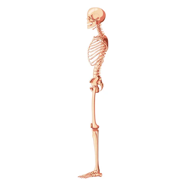 Esqueleto Vista lateral dorsal humana con pose sin brazos. Concepto realista médico plano color natural Ilustración vectorial — Archivo Imágenes Vectoriales