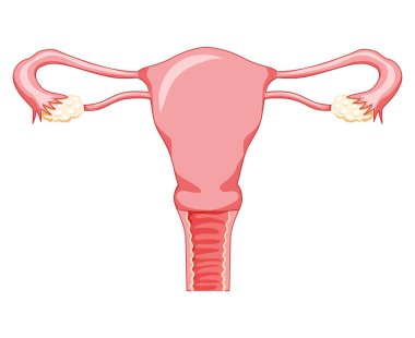 Female reproductive system vagina Frontal view. Human anatomy internal organs location scheme uterus, cervix, ovary