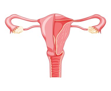 Female reproductive system Frontal view in a cut. Human anatomy internal organs location scheme uterus, vagina cervix