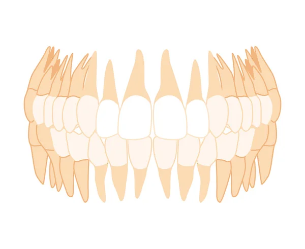 Denture humaine Ensemble de dents Vue rapprochée de l'avant. Modèle de mâchoires humaines avec molaire, prémolaire, canine, incisive. Ensemble de réaliste — Image vectorielle