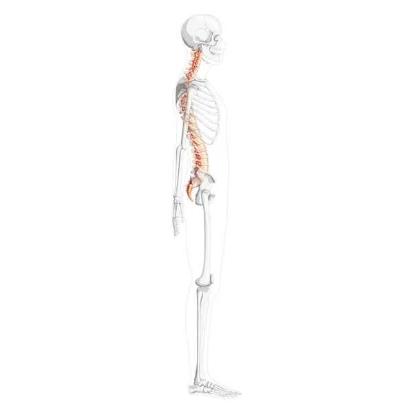 Vista lateral lateral de la columna vertebral humana con posición esquelética parcialmente transparente, médula espinal, columna lumbar torácica — Archivo Imágenes Vectoriales