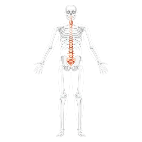 一部透明な骨格位置、脊髄、胸部腰椎脊椎を持つ人間の椎骨列フロントビュー — ストックベクタ
