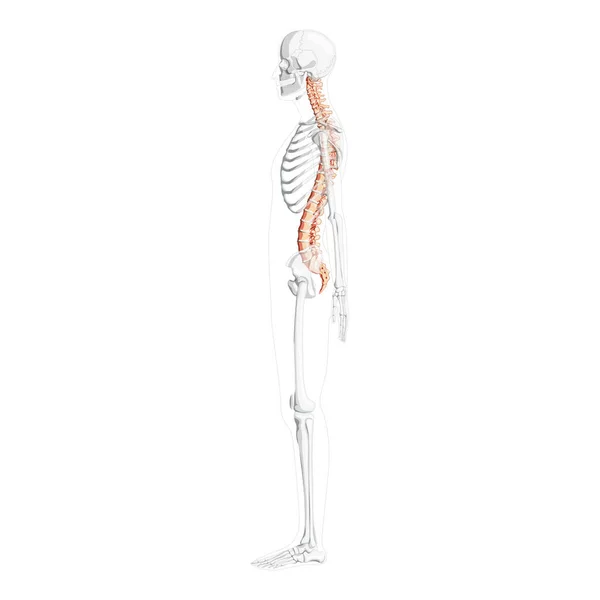 Vista lateral de la columna vertebral humana con posición esquelética parcialmente transparente, médula espinal, columna lumbar torácica — Archivo Imágenes Vectoriales