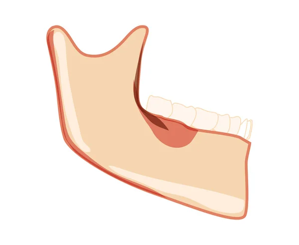スケルトンの管理歯で人間の頭側のビュー。歯列と頭骨下顎モデル。現実的なフラット自然をチャンプ — ストックベクタ