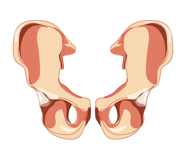 Osso scheletrico dell'anca os coxae, innominato, osso pelvico coxale Vista anteriore umana. Set di 3D realistico piatto naturale — Vettoriale Stock