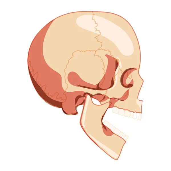 Κρανίο ανοιχτό στόμα Σκελετός Ανθρώπινη πλαϊνή όψη κεφαλής με σειρά δοντιών. Μοντέλο ανθρώπινου κεφαλιού. Σύνολο κούτσουρο ρεαλιστική επίπεδη φυσικό 3D — Διανυσματικό Αρχείο