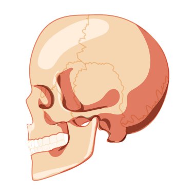 Skull Skeleton Human head side lateral view with teeth row. Human head model. Set of chump realistic 3D flat concept