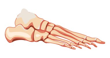 İnsan ayak bileği İskelet yan görüntüsü. 3D anatomik olarak doğru eklemler, ayak parmakları, küboid, metatarsal, naviküler
