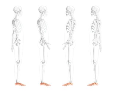 İskelet Ayak Ayak Ayak Ayak Kemikleri Yarı şeffaf kemik pozisyonu ile insan yan görüntüsü. Anatomik olarak doğru 3B kümesi