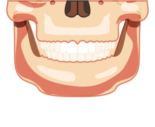 Skull Skeleton Smiley Human head partly front view with teeth row. Human jaws model. Set of chump realistic flat concept — Stock Vector