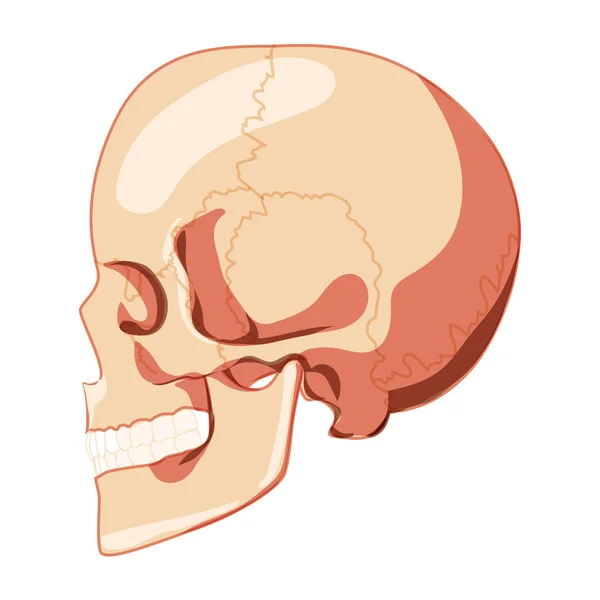 Skull Skeleton Vista lateral de la cabeza humana con fila de dientes. Modelo de cabeza humana. Conjunto de tonto realista 3D concepto plano — Vector de stock