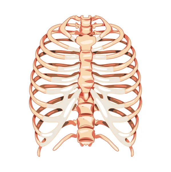 Rib cage Skeleton Human bones system front view. Realistic Chest anatomically correct ribcage 3D flat natural concept — Image vectorielle