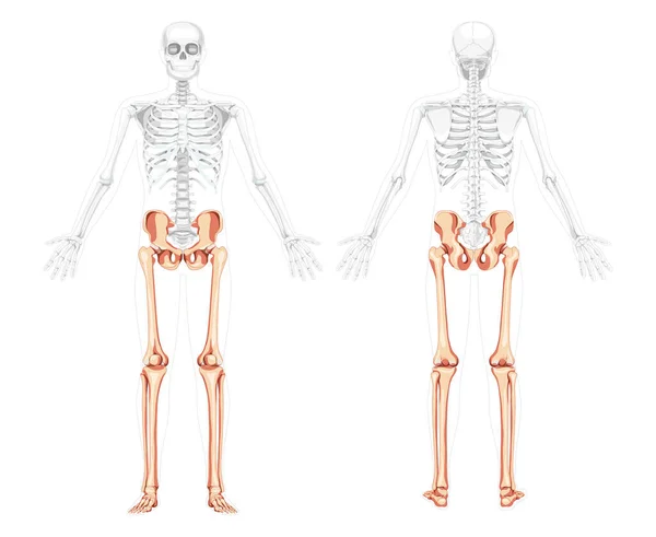 Nedre extremiteter Skelett främre bakre vy med sidan öppen arm delvis transparent kroppsläge. Anatomiskt korrekt människa — Stock vektor