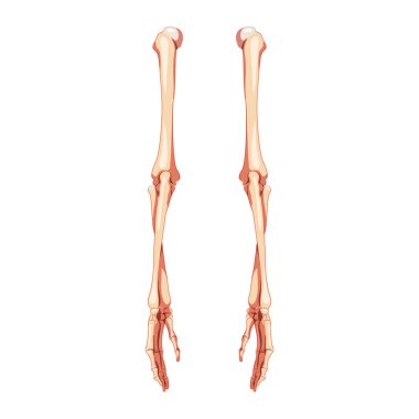 Arms İskelet İnsan arka arka sırt görünümü. El, kol, kol, kol, dirsek, kol kemiği, kol kemiği anatomik olarak...