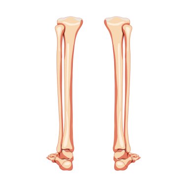 Bacak kaval kemiği, kaval kemiği, ayak, ayak bileği insan iskeleti arka sırt manzarası. Anatomik olarak doğru gerçekçi düz küme