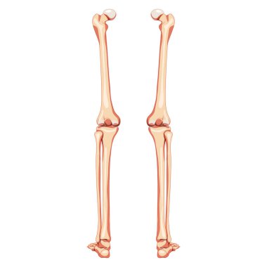 Kalça ve bacaklar, alt uzuv, iskelet insan arka görüşü. Anatomik olarak doğru femur, dizkapağı, fibula gerçekçi düz
