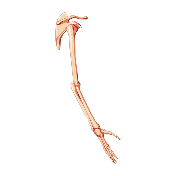 Upper limb Arm with Shoulder girdle Skeleton Human side view. Anatomically correct hands, clavicle, scapula, forearms 3D — Stockvector