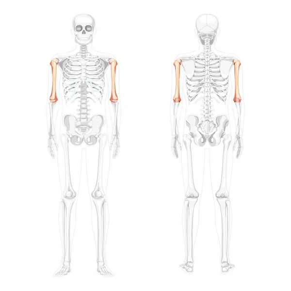 Skelett Humerus arm Mänsklig framsida med delvis genomskinlig benposition. Anatomiskt korrekt 3D realistisk — Stock vektor