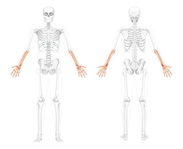 Skeleton Forearms Human hand front view with two arm poses with partly transparent bones position. 3D realistic flat — Stock Vector