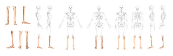 Set of Skeleton leg tibia, Foot, ankle Human front back side view with partly transparent bones position. 3D realistic — стоковый вектор