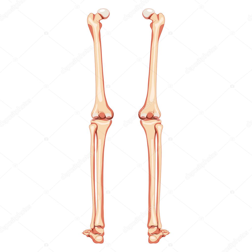 Thighs and legs lower limb Skeleton Human back view. Set of Anatomically correct femur, patella, fibula realistic flat