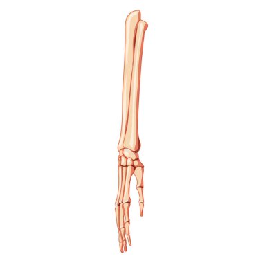 Forearms Skeleton ulna, radius, hand Human front Anterior ventral view. 3D Anatomically correct realistic flat natural color clipart