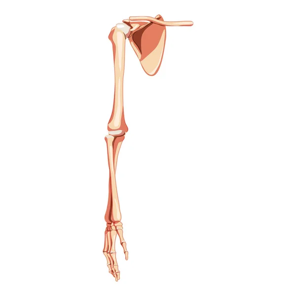 Bras du membre supérieur avec ceinture d'épaule Squelette Avant humain Vue ventrale antérieure. Clavicule anatomique correcte, omoplate — Image vectorielle