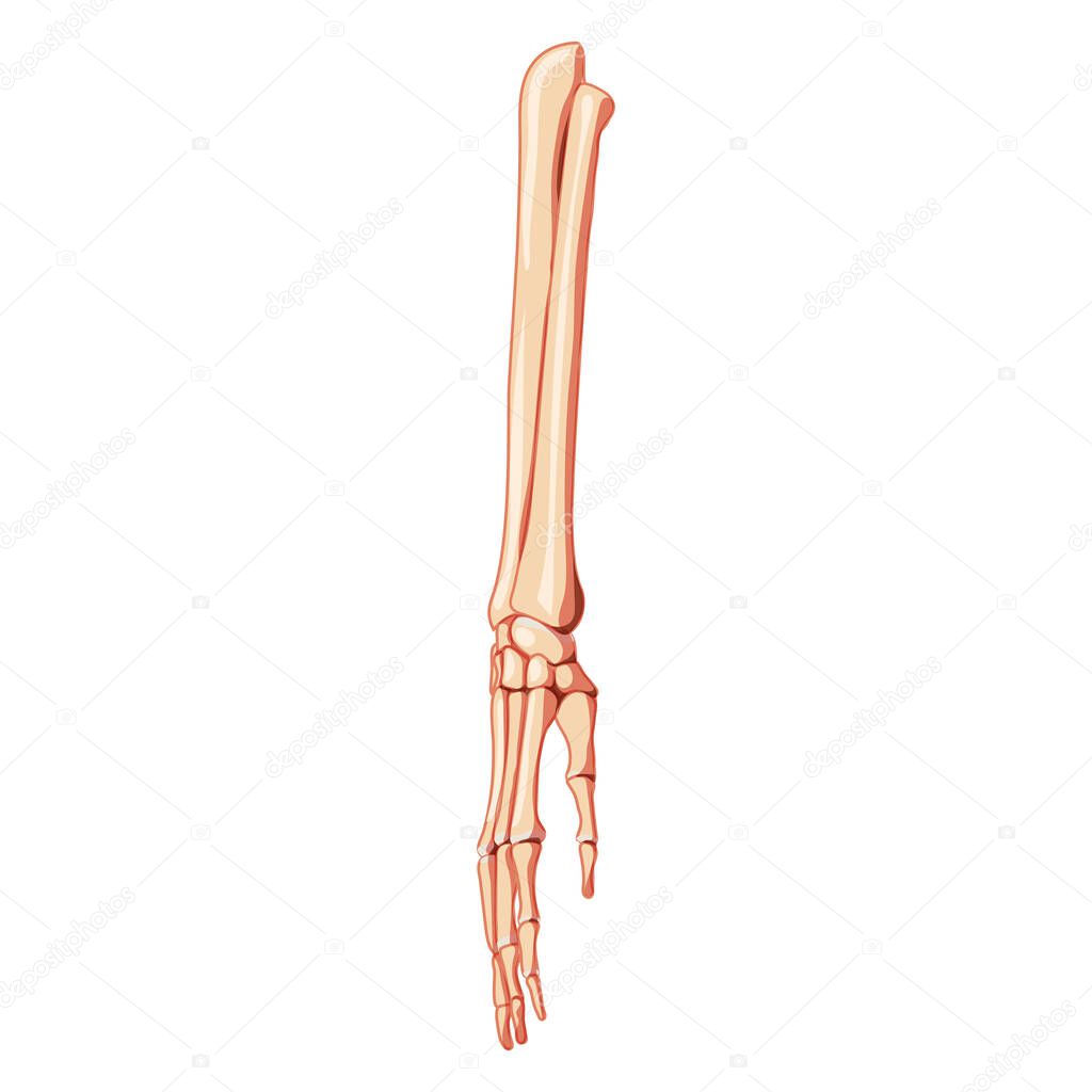 Forearms Skeleton ulna, radius, hand Human front Anterior ventral view. 3D Anatomically correct realistic flat natural color