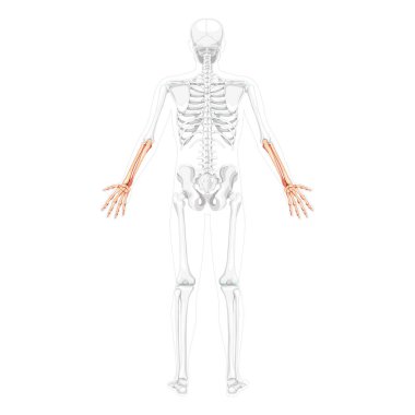 İskelet Ön Kollar İnsan dirsek kemiği, ön kol, iki kol arkası pozu kısmen şeffaf kemik pozisyonu gerçekçi