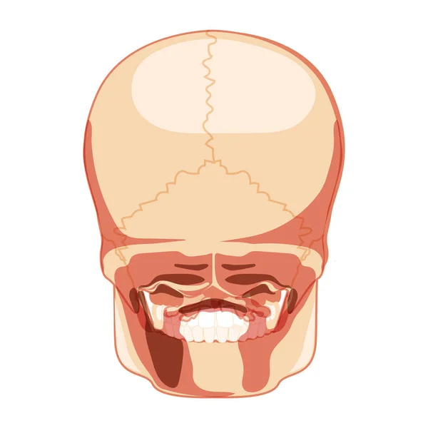 Skull Skeleton Human head back posterior view. Human jaws model. Set of chump realistic 3D flat natural color concept. — Stok Vektör