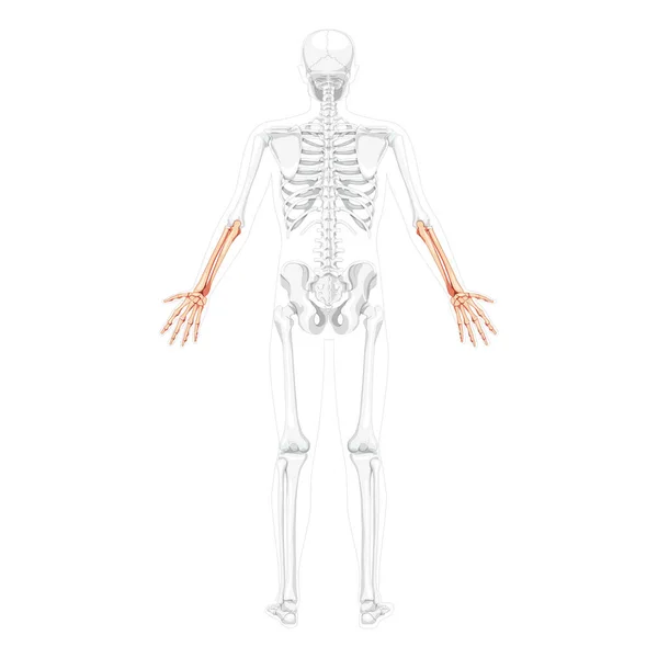 Skeleton Forearms Human ulna, radius, hand back view with two arm poses with partly transparent bones position Realistic — Stock Vector