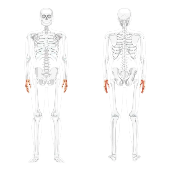 Skelett händer Mänsklig framsida med delvis genomskinliga ben position. Karpell, handled, metakarpals, falanger. Tredimensionell — Stock vektor