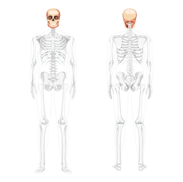 Set med Human Head Skull Skelett främre baksida med sidohänder delvis transparent kroppsposition. Människokäkar modell — Stock vektor