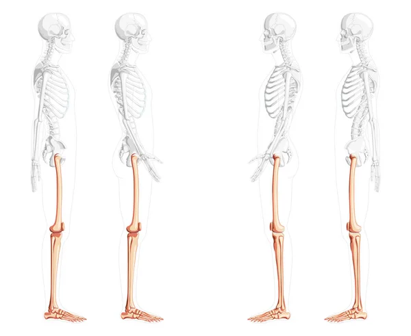 Skelett taggar och ben nedre extremitet Mänsklig sida vy med delvis genomskinliga ben position. Uppsättning patella, fibula — Stock vektor