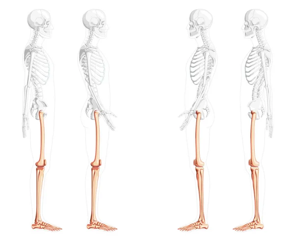 Skeleton Thighs and legs lower limb Human side view with partly transparent bones position. Set of patella, fibula — Archivo Imágenes Vectoriales