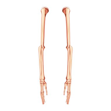 Kollar İskelet İnsan bakış açısı. Üç boyutlu eller, ön kollar, kol, dirsek kemiği, kol kemiği, ön kol kemikleri anatomik olarak doğru.