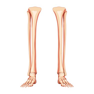 Bacak kaval kemiği, kaval kemiği, ayak, ayak bileği, iskelet insan ön ön ön ventral görüş. Anatomik olarak doğru 3D gerçekçi düz küme