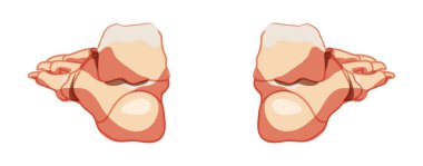 Ayak ve ayak bileği. İnsan iskeleti. Arka sırt manzarası. Anatomik olarak doğru eklemler, parmak kemiği, küboid.