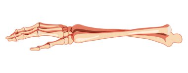 Ön kollar İskelet İnsan öngörüsü. Dirsek kemiği, kol kemiği, el, bilek bileği, el tarağı, parmak kemikleri, üç boyutlu düz falanjlar.